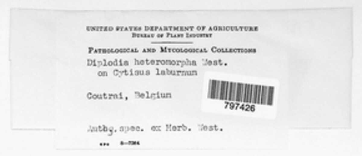 Diplodia heteromorpha image
